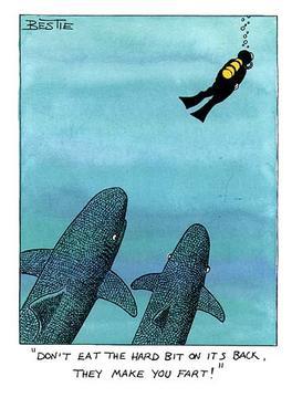 sharks.jpg